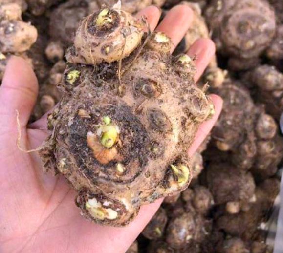 马蹄莲的种殖方法和注意事项,马蹄莲怎么催芽开花