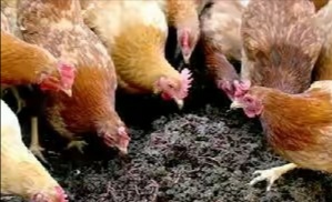 女大学生回家创业养上千头猪,北漂奶奶返乡创业高原养蚯蚓致富