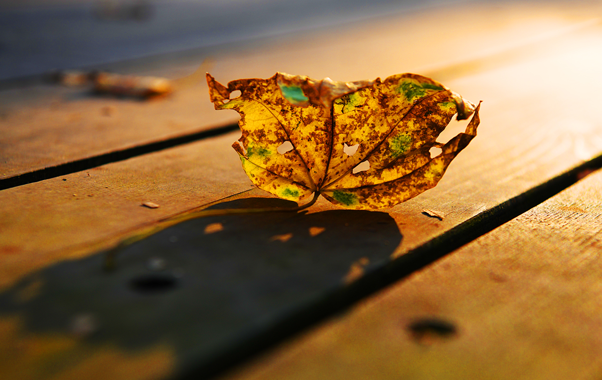 落英缤纷是落花吗,落英缤纷是叶子吗