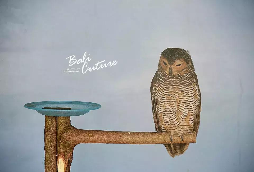 999玩转巴厘究竟嗨不嗨：香遇巴厘，南太平洋的风与海