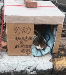 流浪猫百分之90都熬不过冬季,喂养流浪猫时流浪猫害怕怎么办