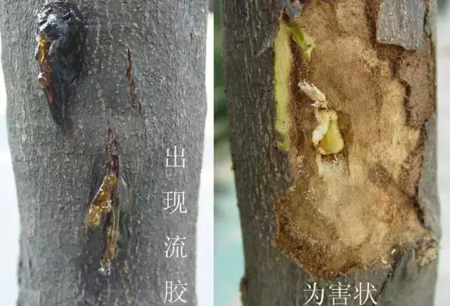 柑橘爆皮虫的防治最佳时期,柑橘天牛钻心虫最佳防治方法