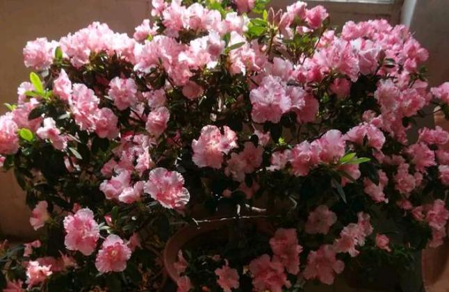 冬季养杜鹃叶子一碰就掉咋办？排查4方面，找出病症方能救回来