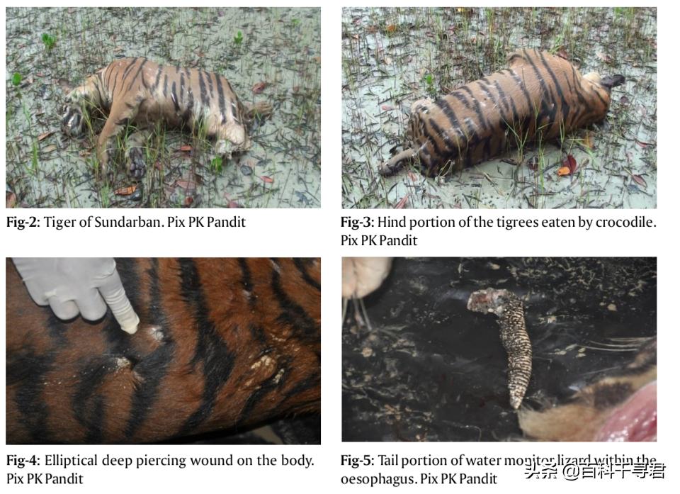 王者也会栽跟头——盘点在野生环境中杀死过成年老虎狮子的动物