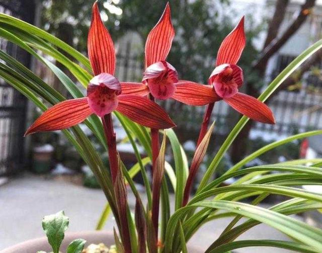 云南最顶级红素兰花,云南第一红素兰花