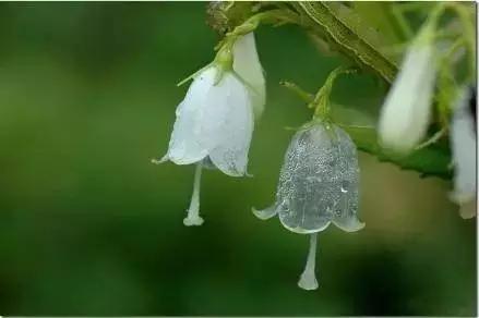 竹子是生命力顽强的植物吗,竹子是不畏惧寒冷的植物吗
