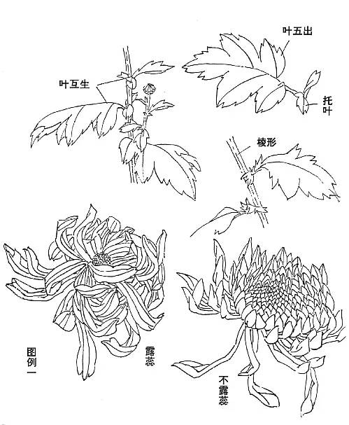 顶级写意菊花图片,写意菊花画教程零基础入门