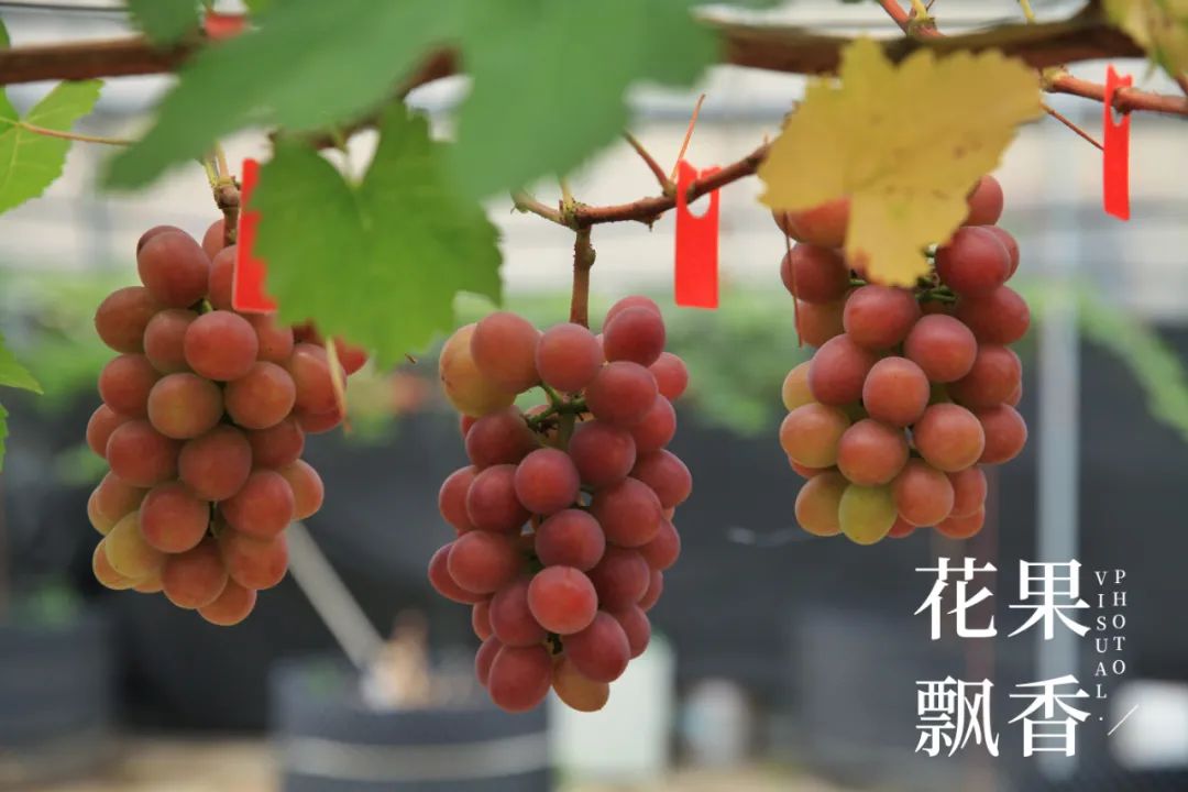 红的发黑的葡萄叫什么,25个早熟新品种葡萄解析