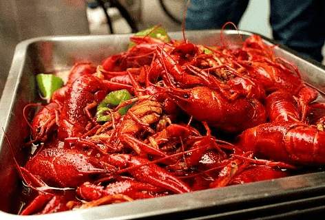 外来入侵物种巴西龟,巴西龟是不是中国外来入侵物种