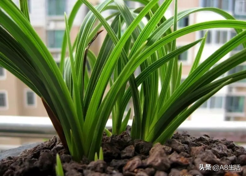 每日一品兰花价格,每日一品茶叶