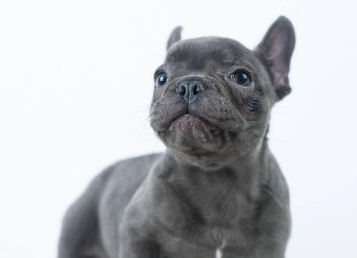 为什么我家法斗后面半截很瘦,自己养的法斗