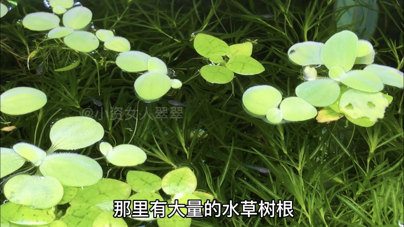 不会判断孔雀鱼怎么办,母鱼刚刚下崽后怎么护理