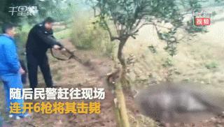 95式自动步枪被爆头危险的原因,95步枪连发打不了为什么