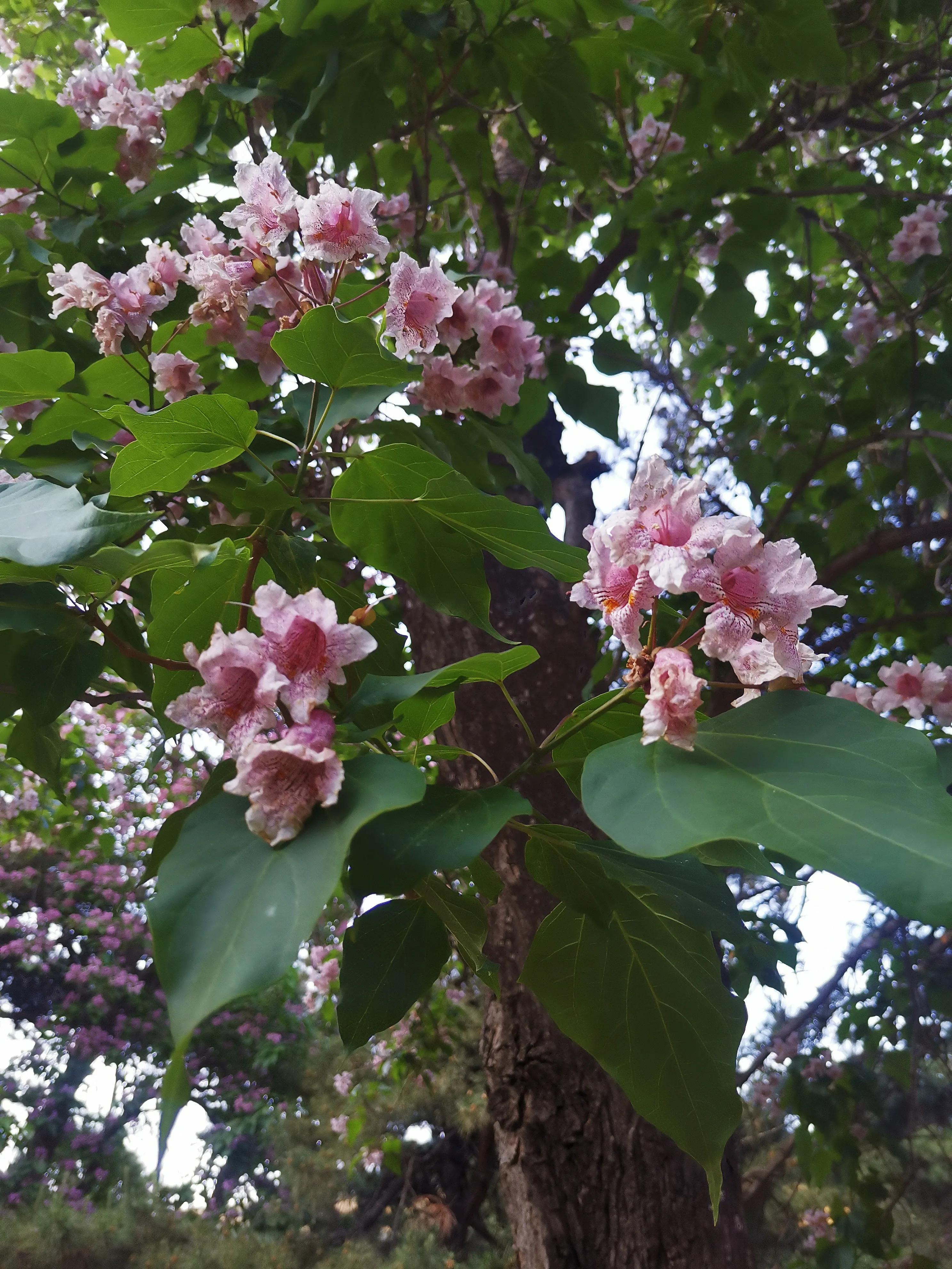 北京植物园牡丹园最佳观赏时间,北京牡丹花最佳观赏公园排名
