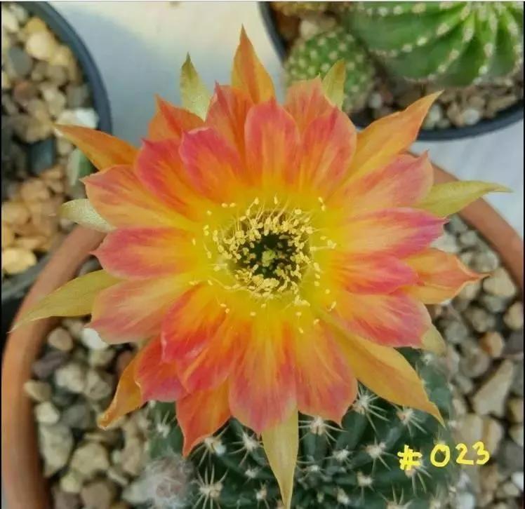 100种仙人球花图片,100种仙人球的品种视频