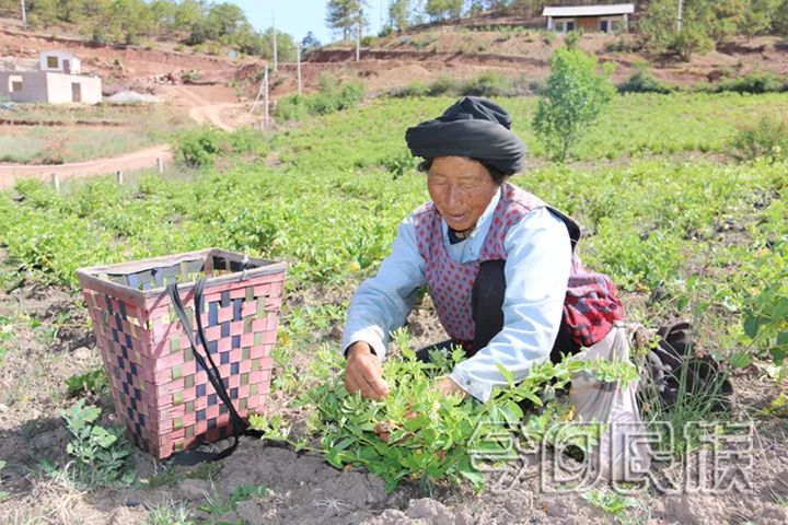 金银花开了春天就到了,金银花开了春天来了