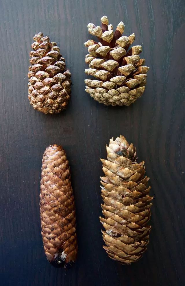 捡来的松果不要扔其实它大有用处,路上捡的小松果不要扔