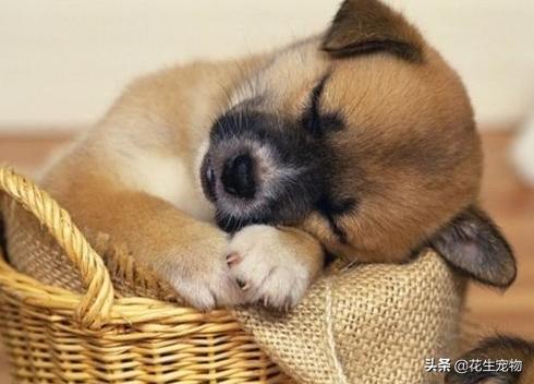 狗狗感冒支气管炎有什么症状,狗狗咳嗽怎么分辨是不是支气管炎