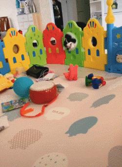 养宠物的本质是让人有优越感,每天养一种宠物的感觉是什么感觉