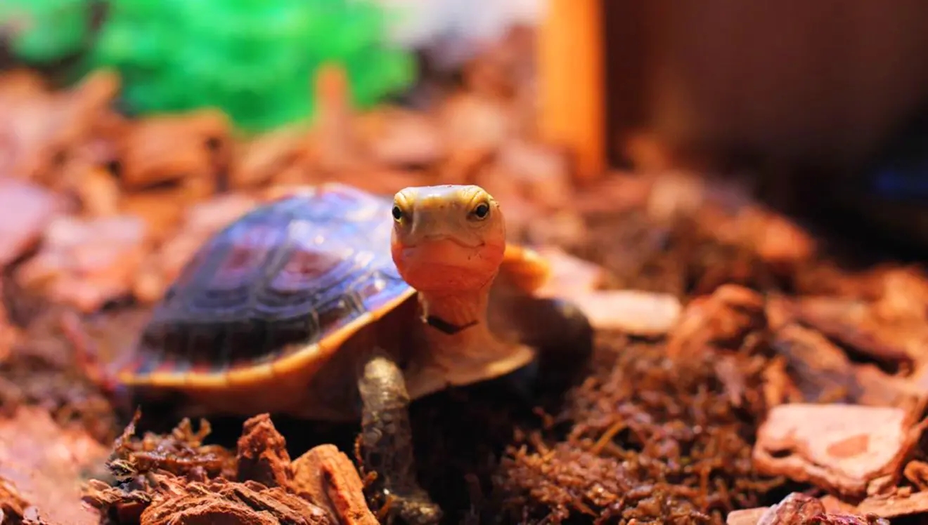 黄缘龟2022还会跌价么,黄缘闭壳龟局势