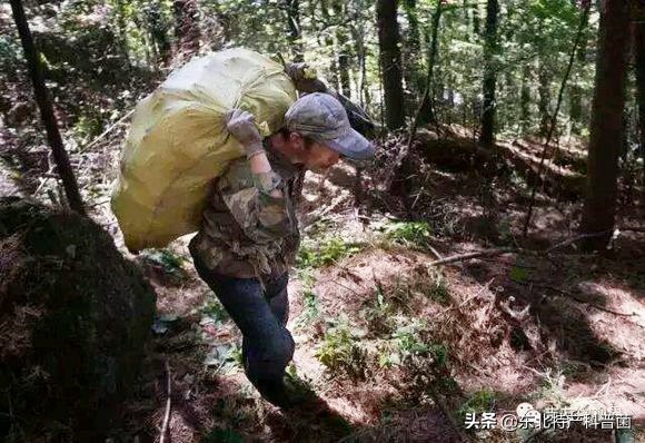采摘松子一般多少钱一斤,松子树采摘松子