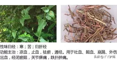 农村身边的中草药主治与功效,中草药全图谱与功效