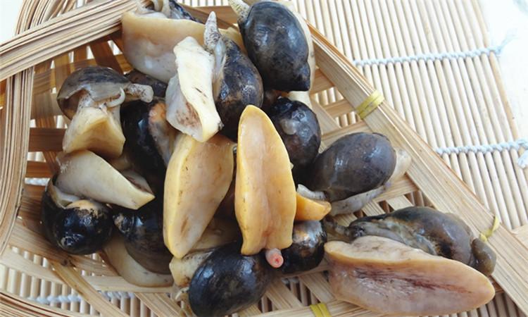 平常大家所提到的鲍鱼,它究竟是长啥样的呢?