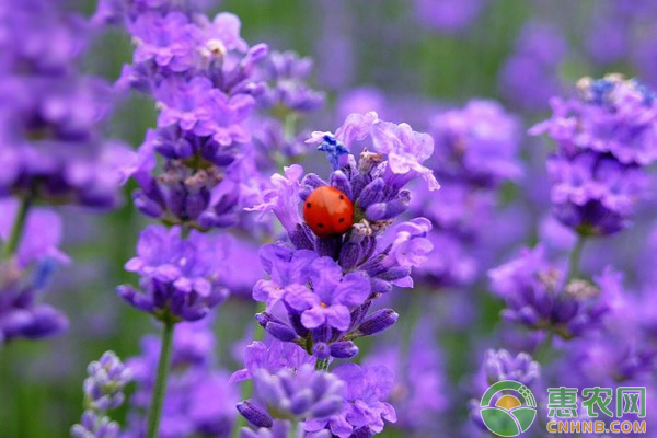 薰衣草种子种植方法及步骤图,薰衣草种子种植方法及步骤图片