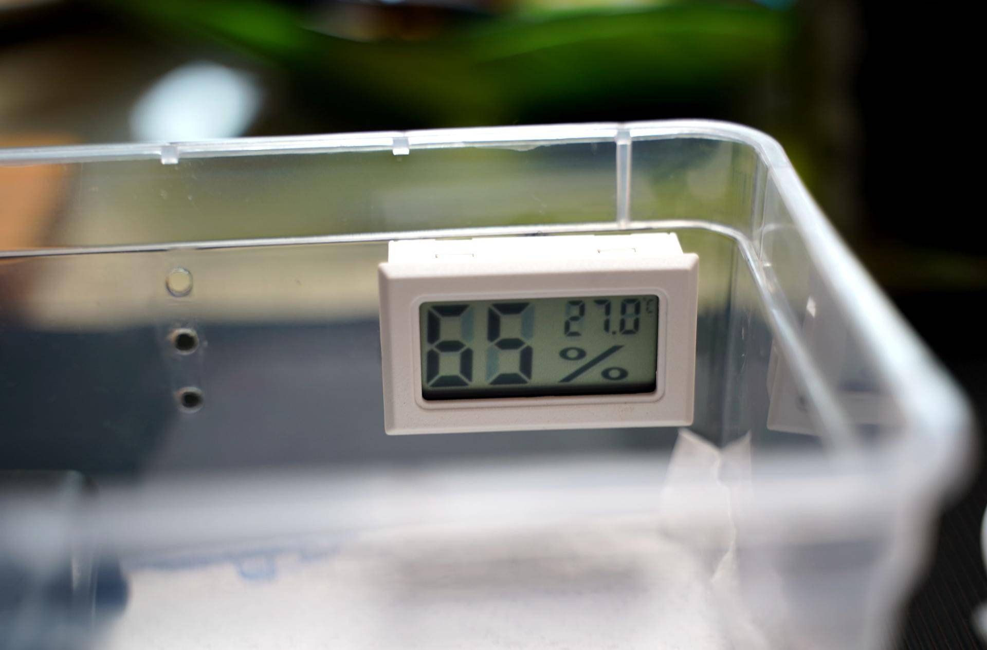 饲养可爱又呆萌傻傻的豹纹守宫,如何饲养好一只豹纹守宫