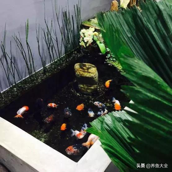 养金鱼的常识知识,养金鱼的十大技术