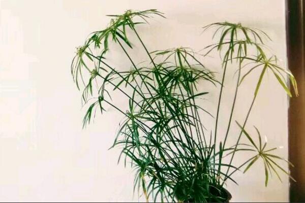 水竹叶子尖黄咋回事,水竹叶子又小还发白怎么办