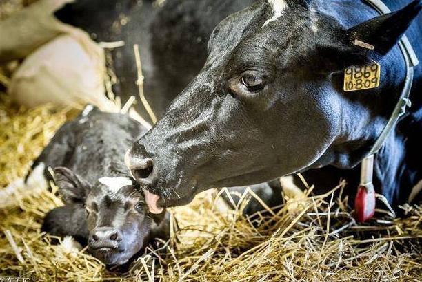 养牛的7个养母牛技术绝招,养牛技巧教学母牛下崽后的护理