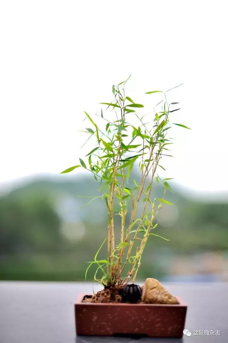 盆景艺术欣赏视频大全,盆景万象盆