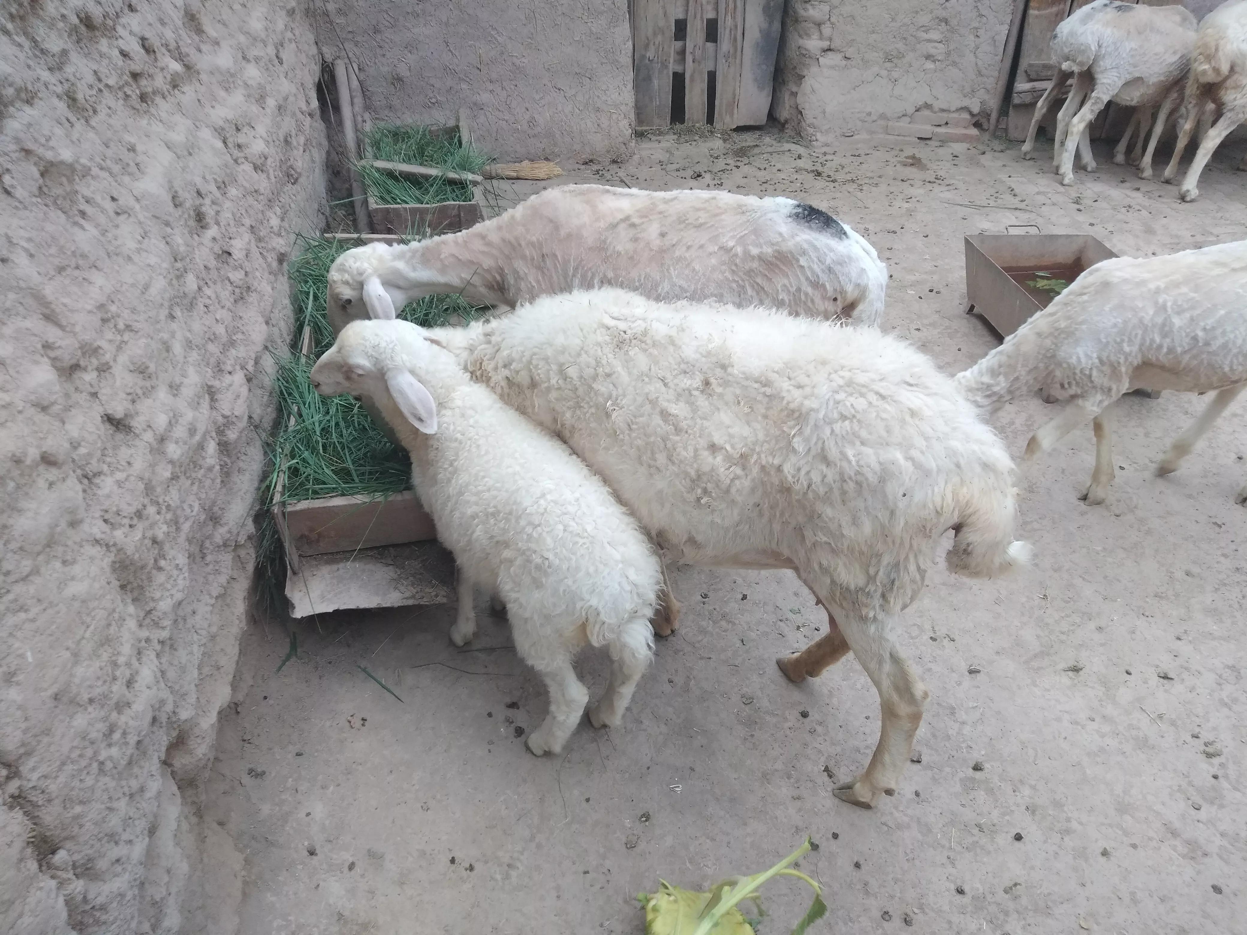 1斤鹿茸4000元,农户却宁愿养羊也不愿养鹿,亲历者讲出实情