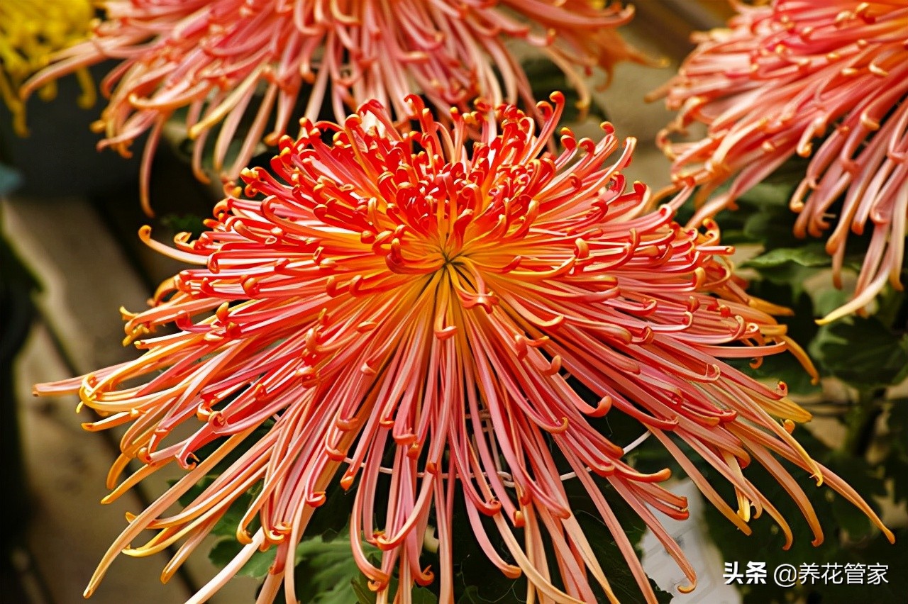 菊花生虫怎么去除最快,菊花长虫用家庭杀虫剂可以吗