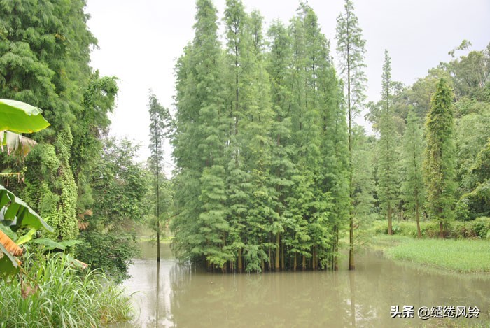珠海竹洲水松林,意外发现的珠中江“SB”界碑,究竟作何解释?