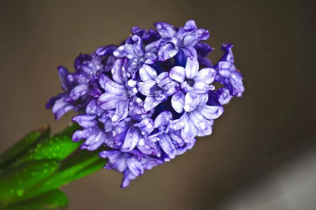 风信子烂根快速解决办法,水培风信子种球怎么处理