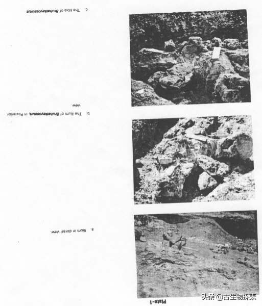 所有蜥脚类恐龙大小对比,各种蜥脚类恐龙大小体型比较