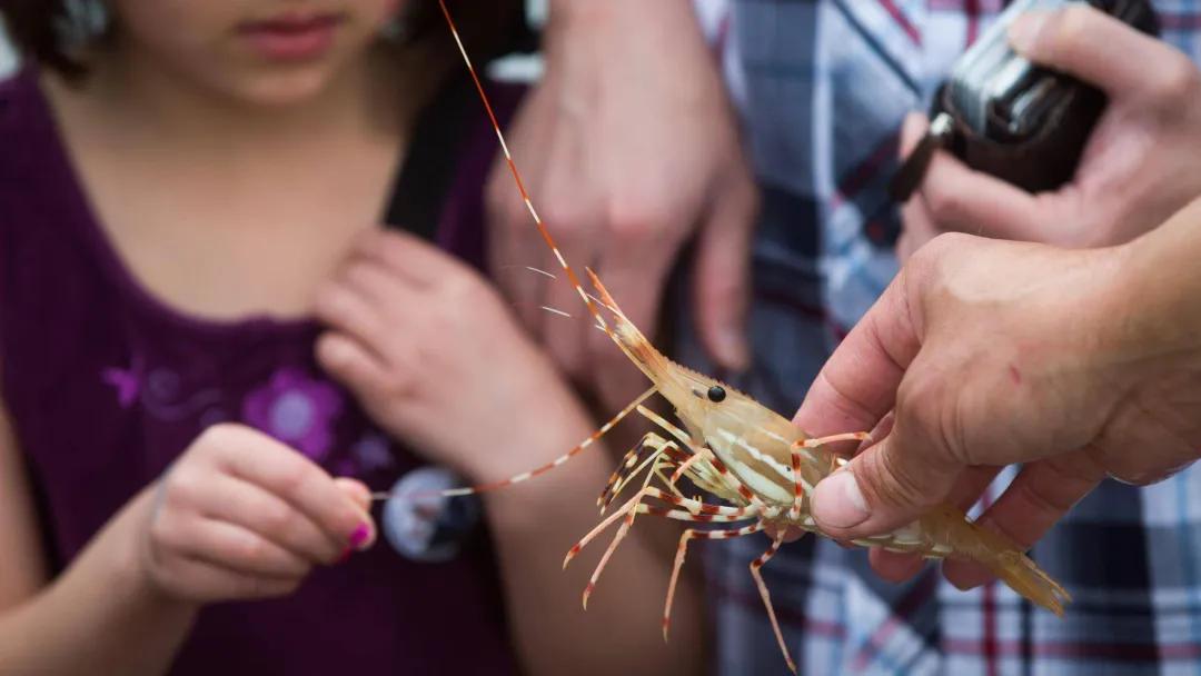 斑点虾开卖!最全购买地址请收好,还能网购加送货上门,给力