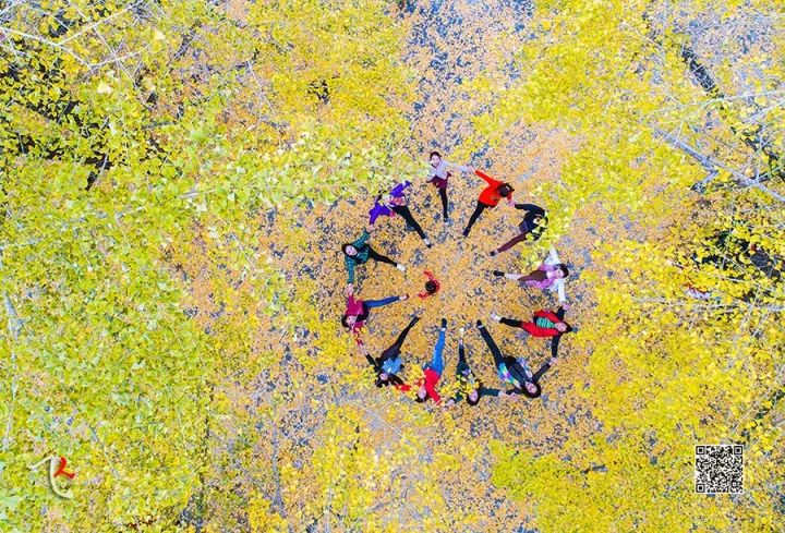 桂林兴安漠川银杏最佳观赏时间,桂林兴安漠川银杏网红打卡地