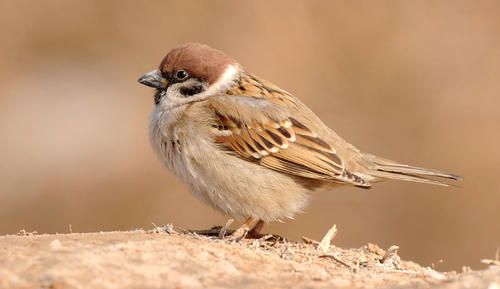 读完名家名篇的动物描写，恨不得穿过屏幕抱抱它们