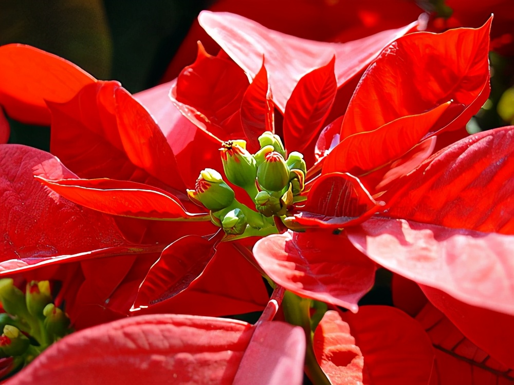 圣诞植物大全,圣诞节植物