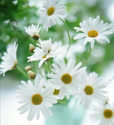 各种花的花语你不来看看吗,盘点各种花的花语还不快收藏起来