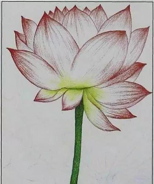 画荷塘与荷花,画一张美丽的荷塘画