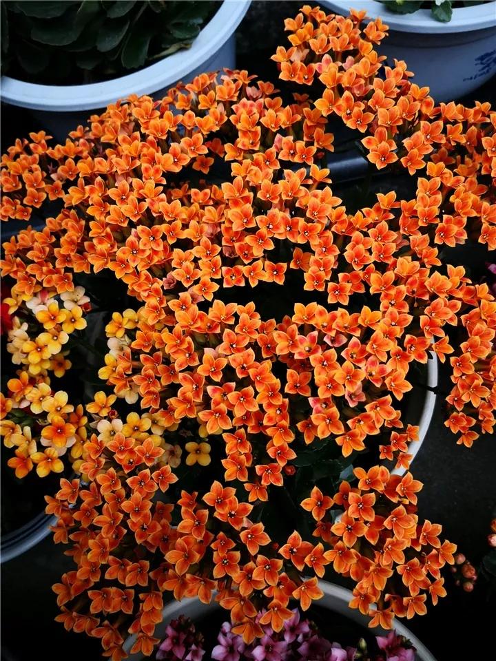 长寿花，寓意好、开花漂亮，花期长，品种多达300个