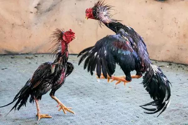 斗鸡怎么训练,斗鸡怎么训练最能打视频