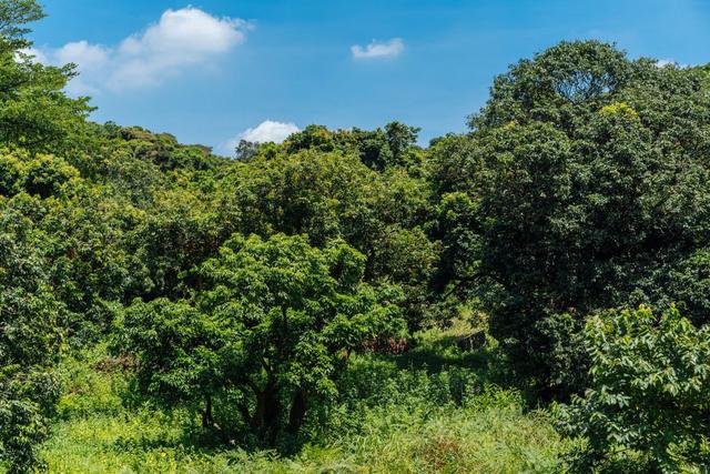 南沙黄山鲁森林公园夏季,南沙黄山鲁国家森林公园游玩攻略