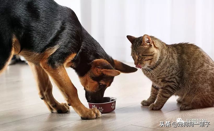 狗狗吃猫粮有什么危害,狗狗吃猫粮有什么危害吗