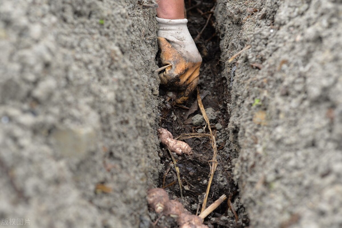 生姜从选种到播种如何进行,这才是种植生姜最正确的做法
