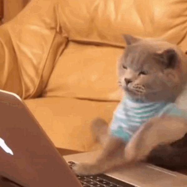 猫咪饲养管理现状,猫和老鼠猫咪现状